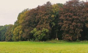 Blutbuchen