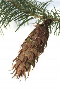 Douglasie, Pseudotsuga, menziesii, Zapfen, reifer,