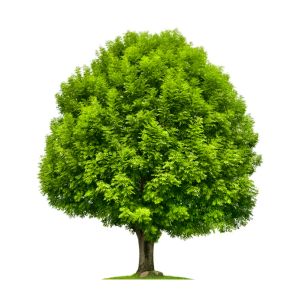 Baum Freisteller, eine schön geformte grüne Esche auf weiß