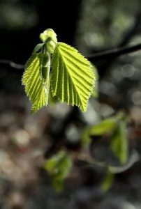 Hainbuche3