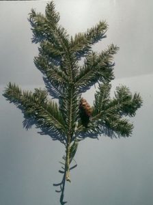 Hemlocktanne2