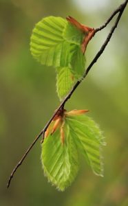 Rotbuche1
