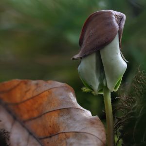 Rotbuche2