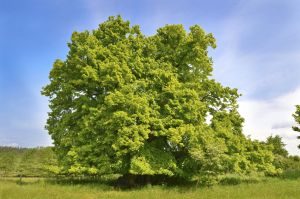 Sommerlinde, 800 Jahre alt, voll belaubt nach dem Frühling