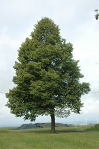 Winterlinde