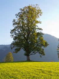 Bergahorn im Alpenvorland in Deutschland